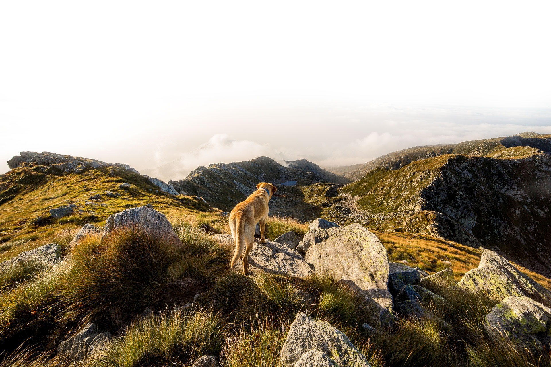 Natural DogmanshipÂ®
