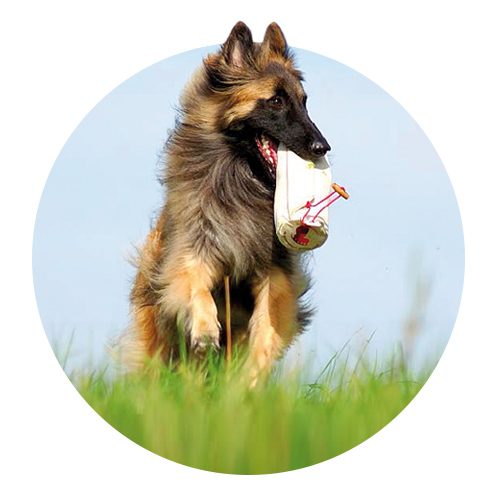 Menschen mit hund kennenlernen