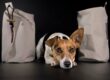 Preydummy: Der original Futterbeutel von Natural Dogmanship