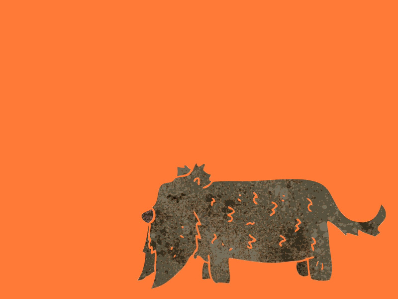 Hunderassen, ihre Eigenschaften & Erziehung