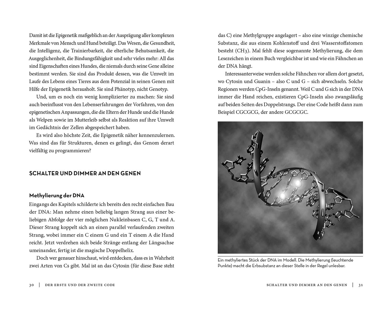 Die Epigenetik des Hundes – Bild 4