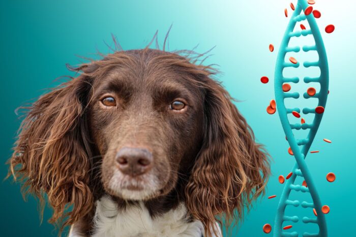 Epigenetik beim Hund Fortbildung 2025