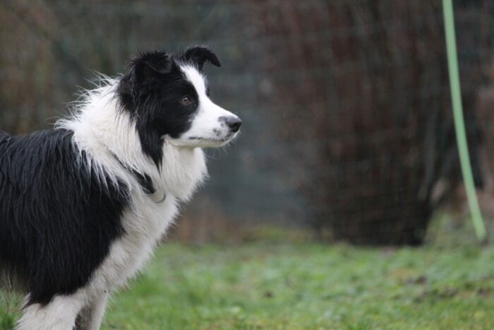 Hütehund_Border Collie_NordRudel