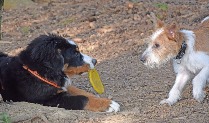 Welpengruppe (1) (2)