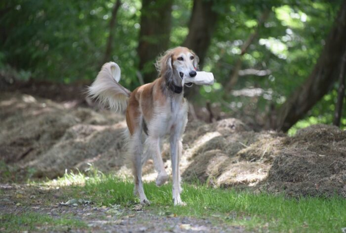 Barsoi_Schmuckfoto_apportiert_PD